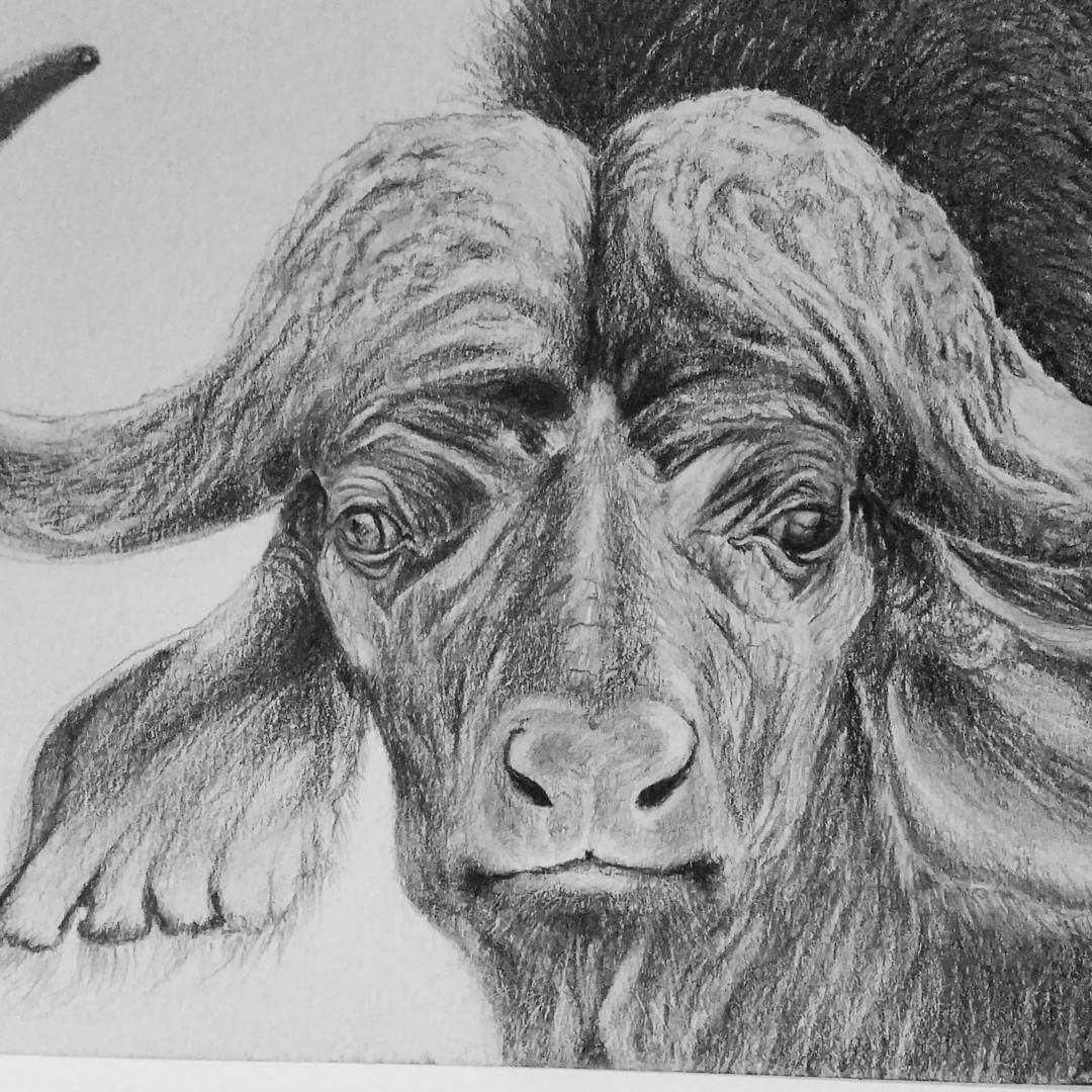 Wildlife pencil drawing, Buffalo Greeting Card | Buy/Order Online Globally