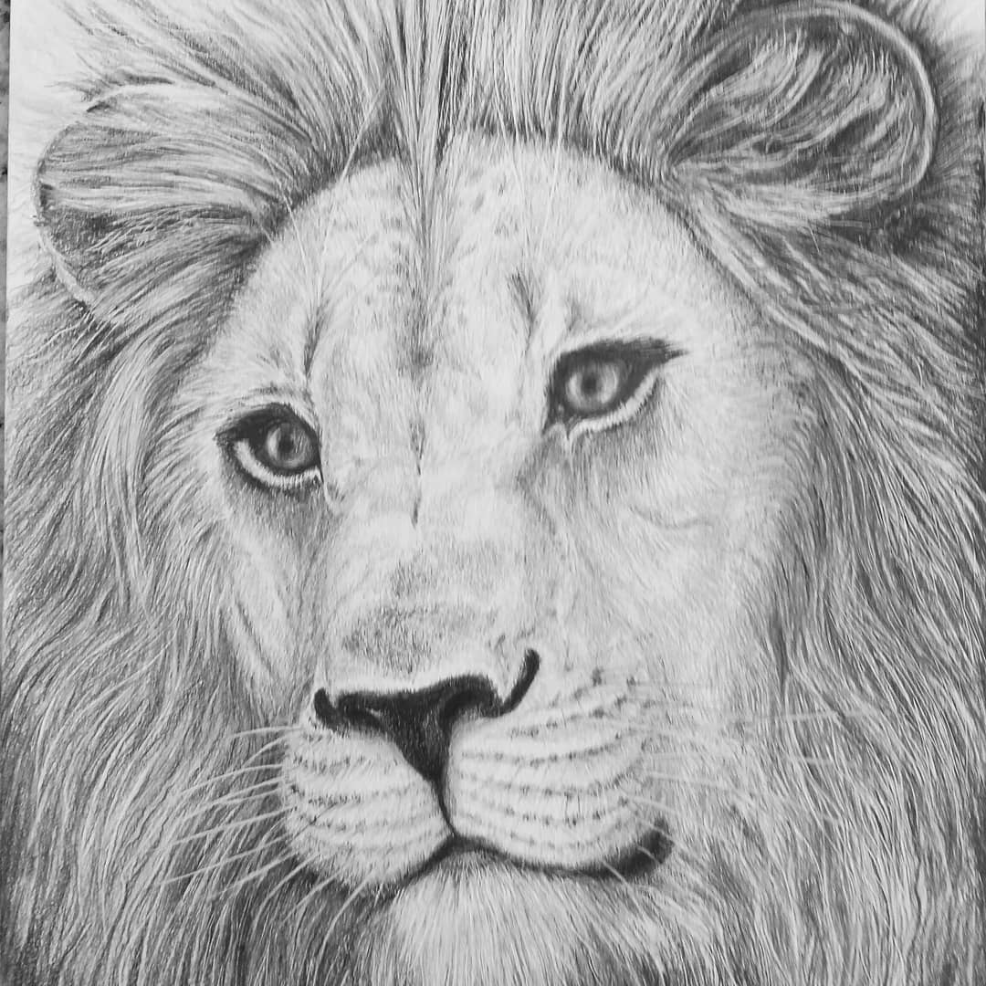 Wildlife pencil drawing, Lion Greeting Card | Order Online, Global Shipping